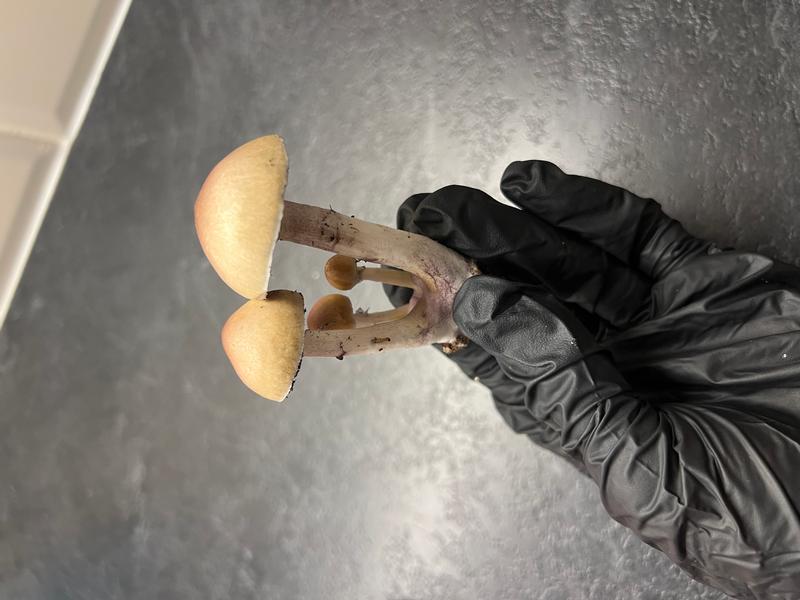 Magic Mushrooms: Tampanensis