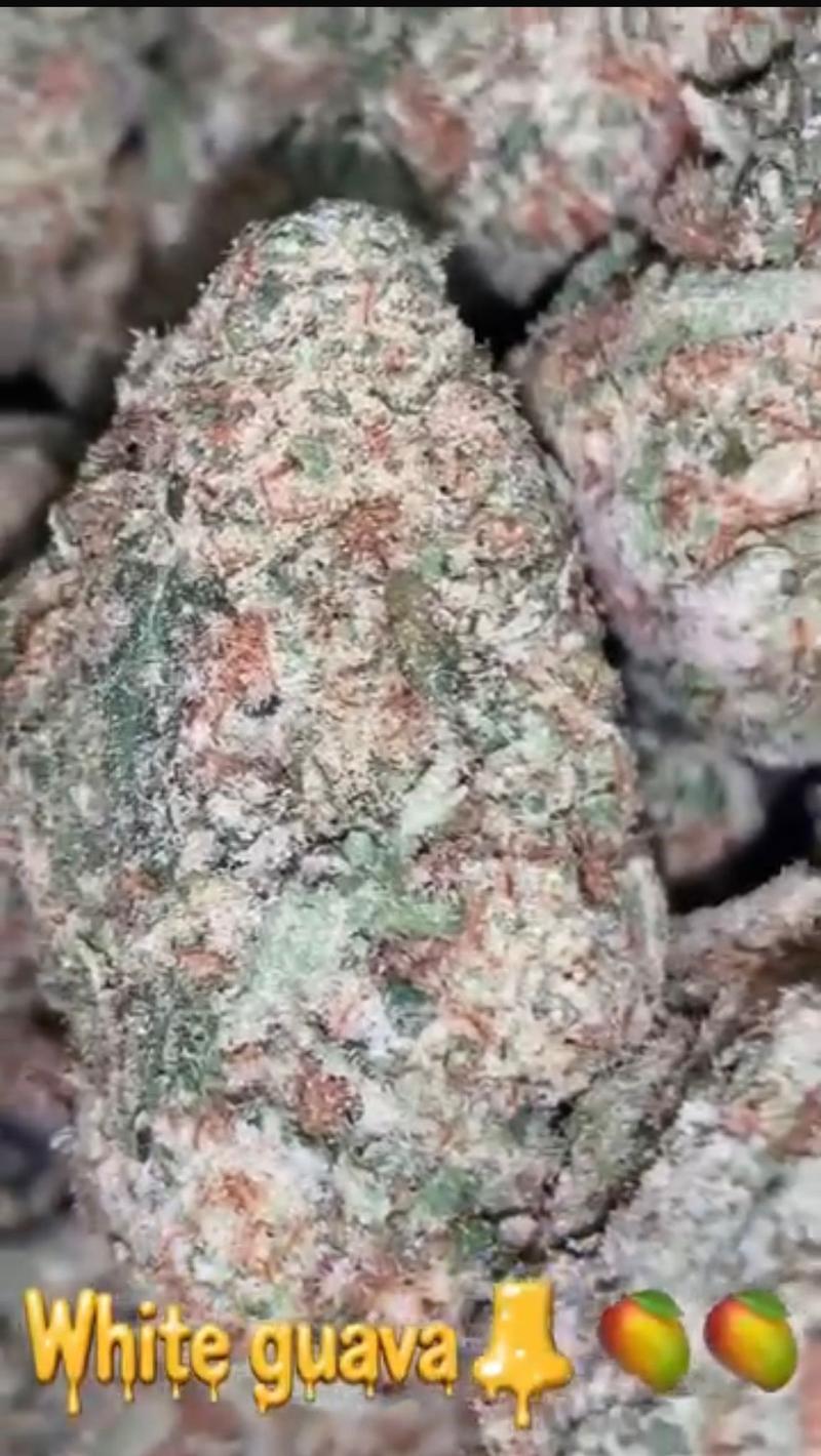 White Guava - INDOOR CALIS