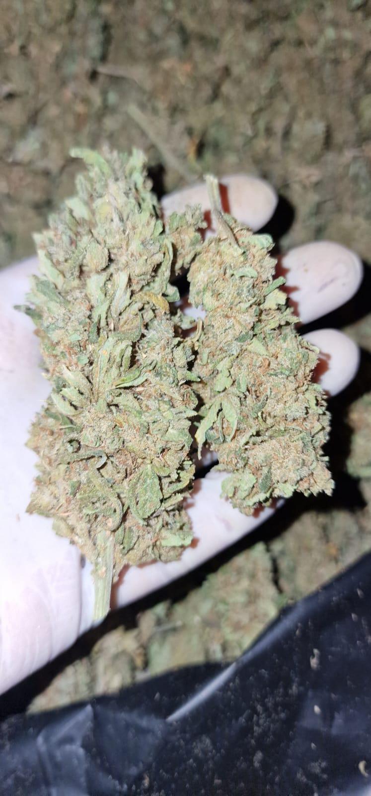 Bargain Grade Classic Sativa Haze