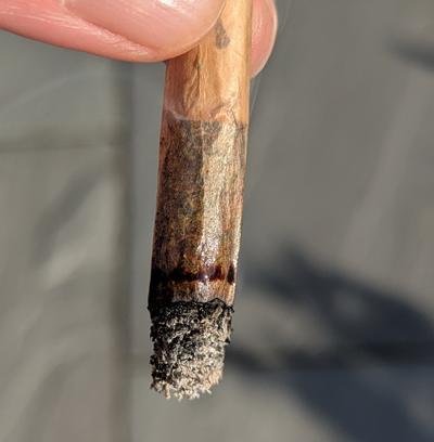 Fine Quality Stardawg