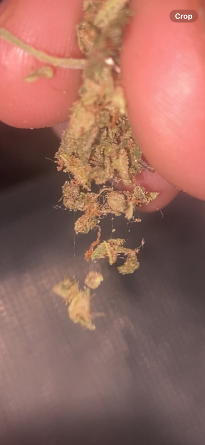 GELATO TRIM