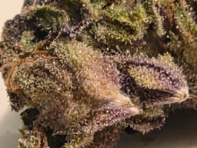 Exclusive Sherbanger