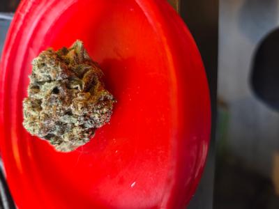 La Bomba (Shipped from Spain)