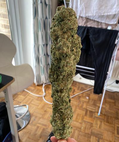 Delicious Strong Super Lemon Haze