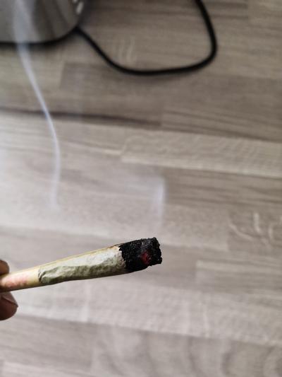 Dogwalker Cones - 0.5 Prerolls