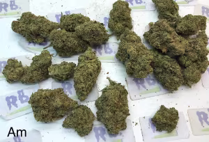 LEMON AMNESIA A+ DUTCH