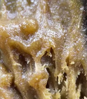 hash rosin