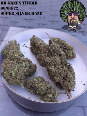 Super Silver Haze Grade A Top Self