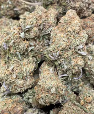 Sweet Amnesia Haze - Pure Sativa UK Grown