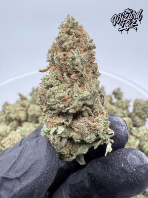 Amnesia Haze ๐ตโ๐ซ๐