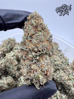 Star Dawg โฝ ๐