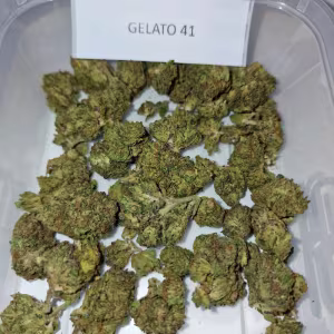 Gelato 41