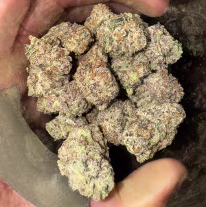 La Bomba (Shipped from Spain)