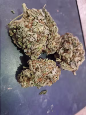Stardawg Oz's